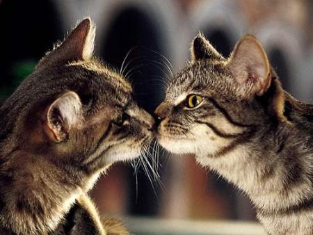 Minou & Minou